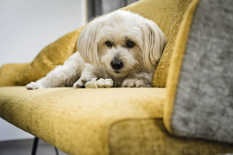 Viele Unserer Polsterstoffe Sind Abwaschbar Und Mit Einem Fleckschutz Versehen Lassen Sie Sich Beraten Polsterei Wieder Viele Unserer Polsterstoffe Sind Abwaschbar Und Mit Einem Fleckschutz Versehen Lassen Sie Sich Beraten Polsterei Wieder