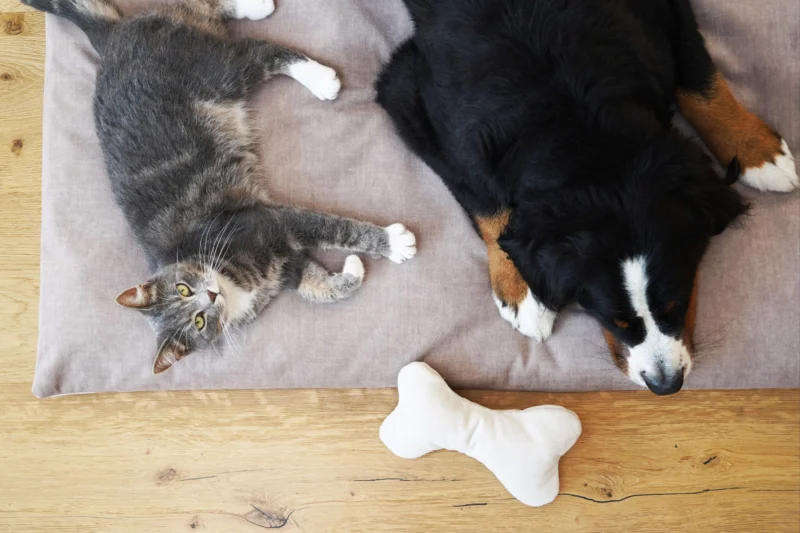 Nahaufnahme mit Katze und Hund auf einem grauen Sofakissen Kissen der dichten Gewebestruktur: Kratzfester Polsterstoff, ideal als Möbelstoff für Katzen.